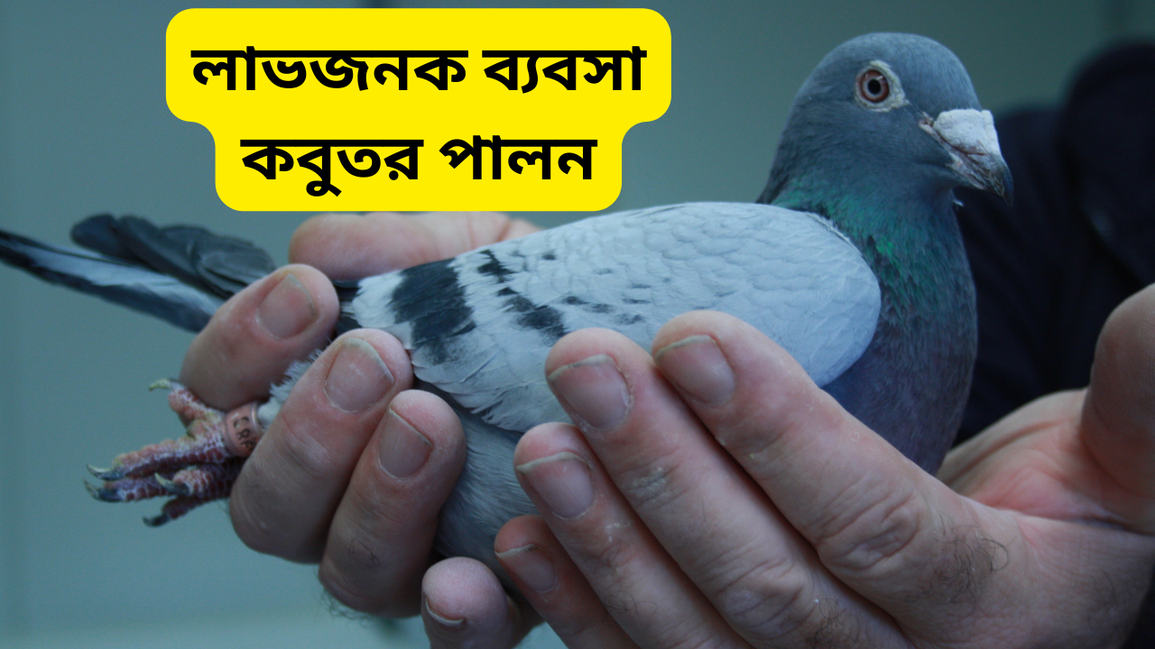 কবুতর পালন লাভজনক