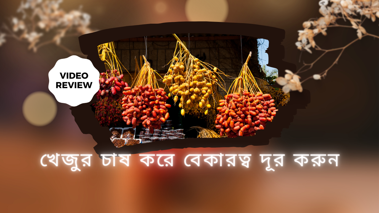 খেজুরের বাগান করে নিজেকে মেলে দরুন
