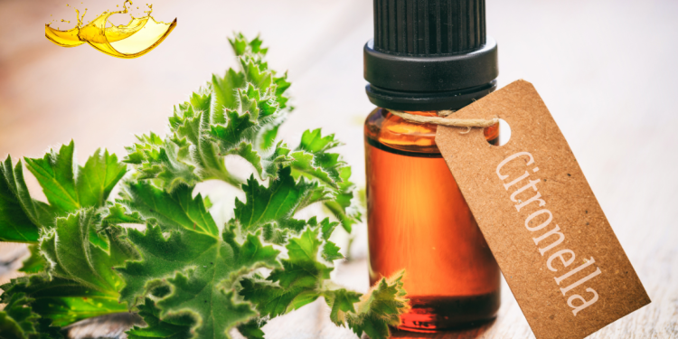 Citronella Oil কি এবং এর গুনা গুন জানতে চাই